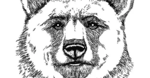 BLACK BEAR BLACK BEAR
